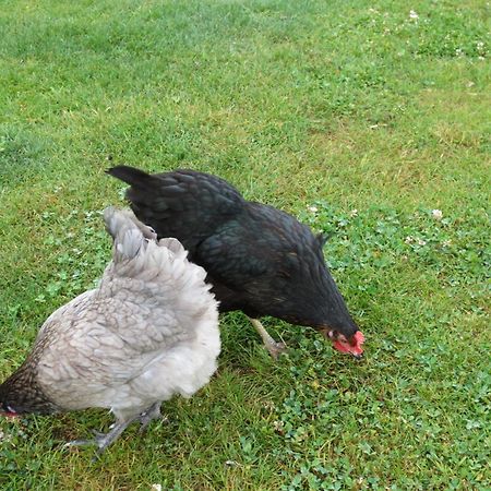 Gite Paimpol Le Poullou Esterno foto