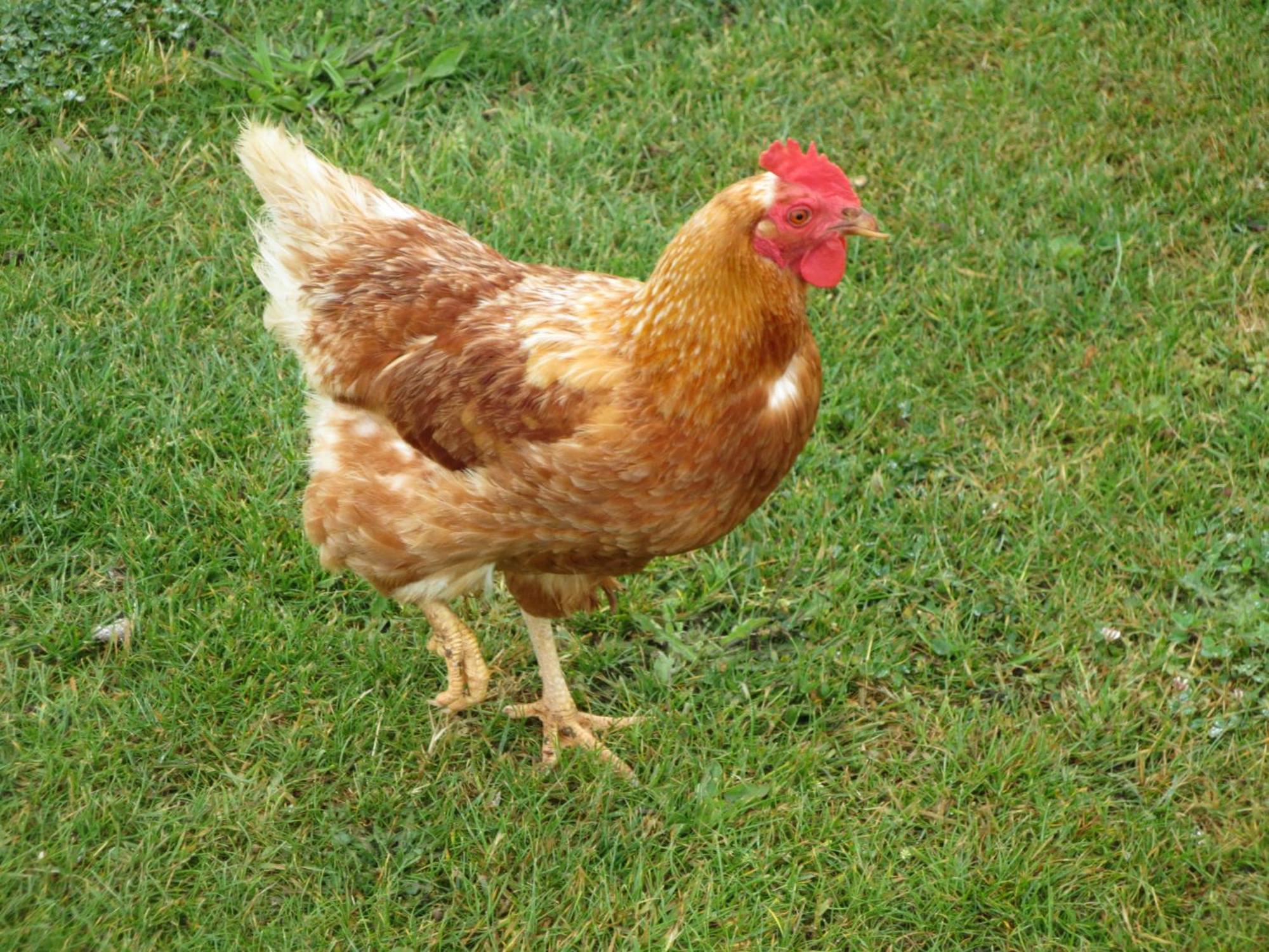 Gite Paimpol Le Poullou Esterno foto
