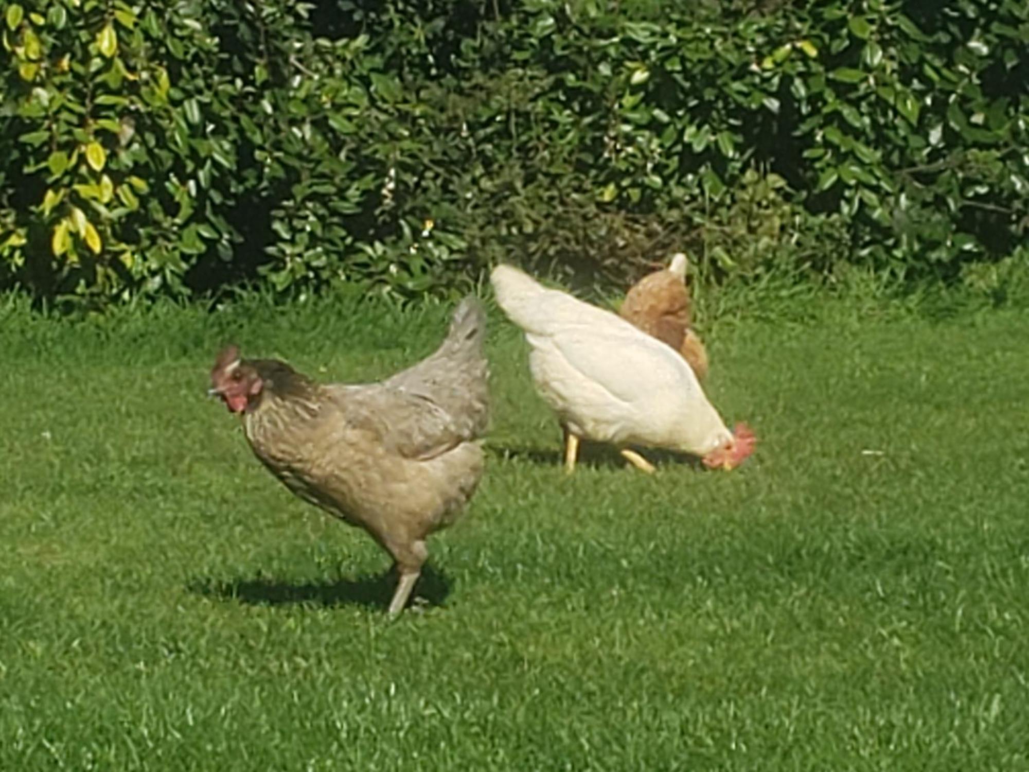 Gite Paimpol Le Poullou Esterno foto